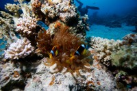 Nurkowanie w Blue Hole, Ela Benducka