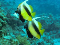 Nurkowanie w Sharm El Sheikh, Ela Benducka